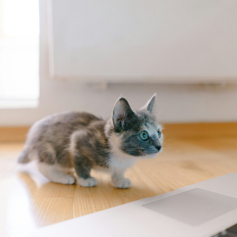 Een afbeelding van een kat die naar een laptop kijkt